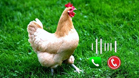 rooster crowing alarm.